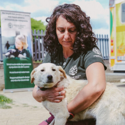 Consiliul Județean Ilfov colaborează cu Humane Society International pentru bunăstarea animalelor