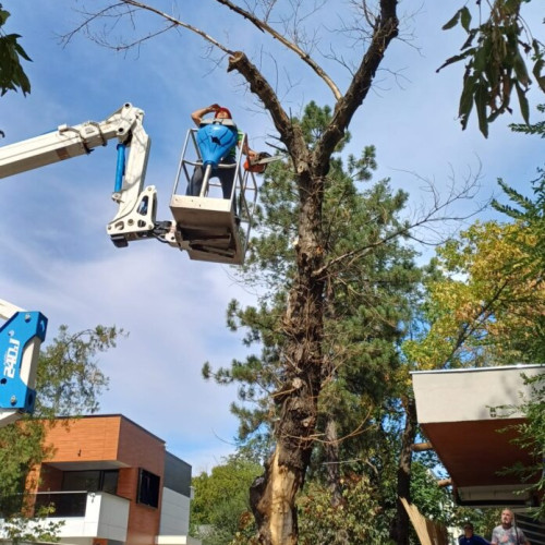 Primăria Sectorului 3 ia măsuri pentru îndepărtarea arborilor în declin biologic