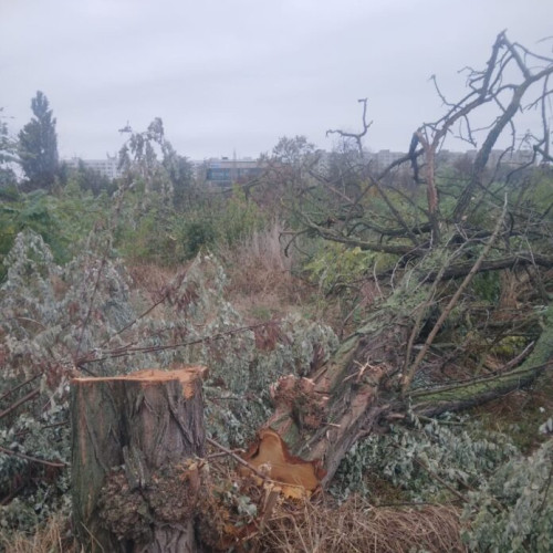 Doi bărbați implicați în defrișarea arborilor din parcul IOR