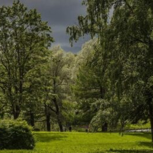 Primarul Clotilde Armand anunță plantarea a patru păduri urbane în Sectorul 1