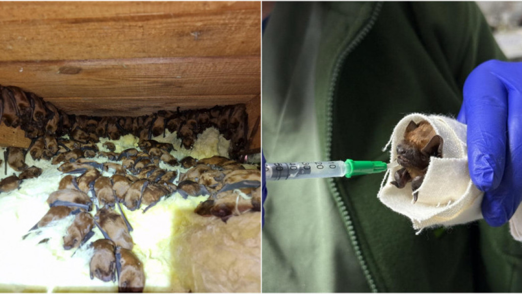 Peste 3.200 de lilieci salvați din casa din Suceava, o muncă incredibilă