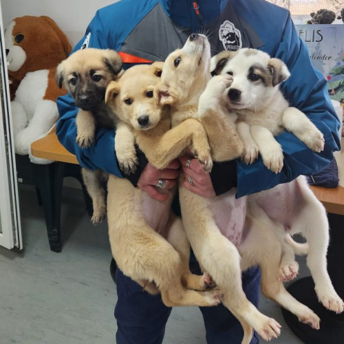 Autoritatea pentru Protecția Animalelor organizează un nou târg de adopții de căței, sâmbătă, în Parcul ‘Regele Mihai I’