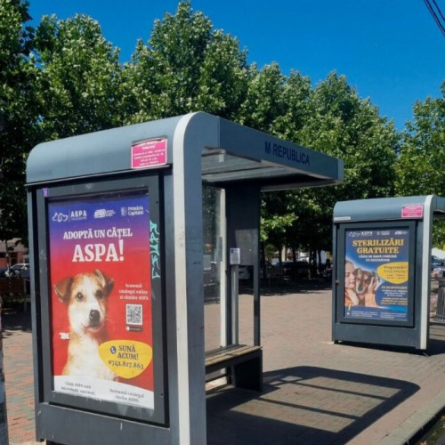 Campanie comună ASPA și STB pentru promovarea adopției câinilor din adăposturi