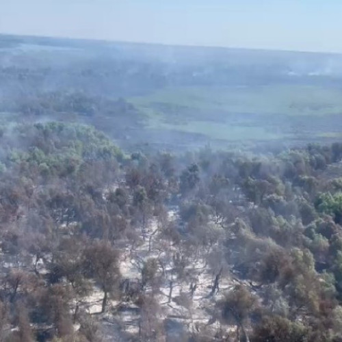 Incendiu de vegetație în Delta Dunării, cu eforturi mari de stingere