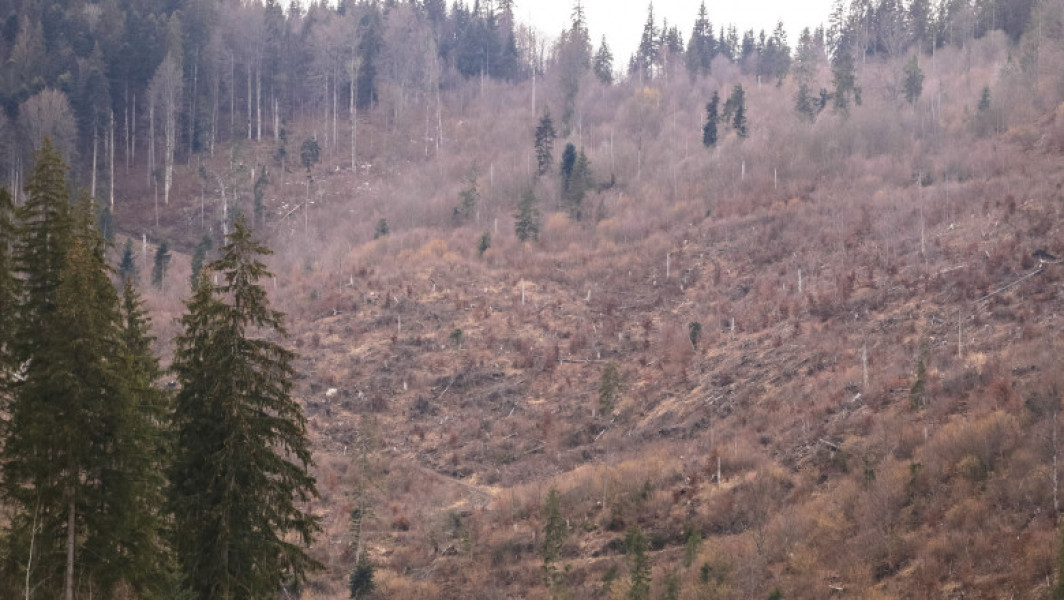 Pierderi mari de pădure în ultimii 25 de ani în România