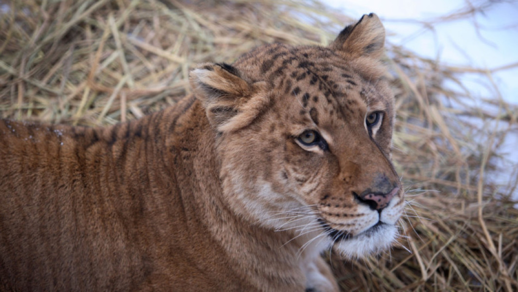 Copil mușcat de ligru în parcul zoologic din Zaharești
