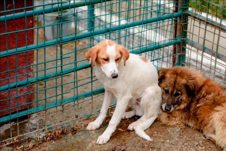 În 20 de ani, peste un milion de câini fără stăpân au murit în adăposturi în România