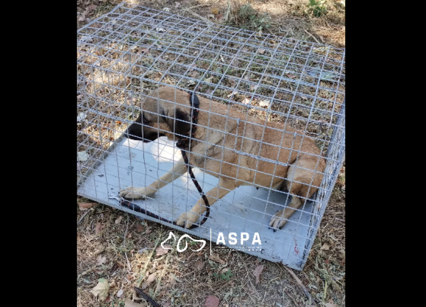 Trei câini fără stăpân capturați în Sector 6 cu ajutorul cetățeanului local