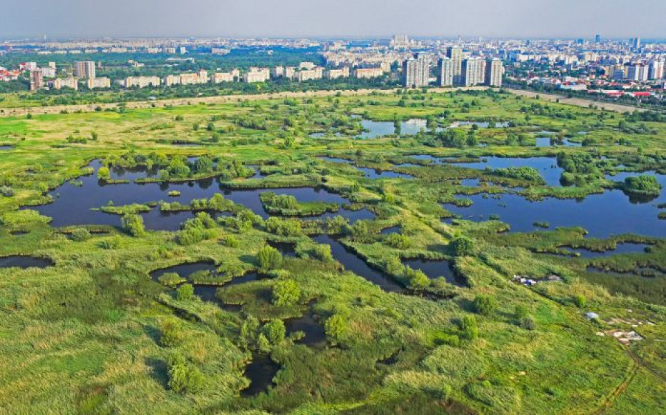 Apa de ploaie va ajuta la refacerea zonelor umede din Parcul Natural Văcăreşti