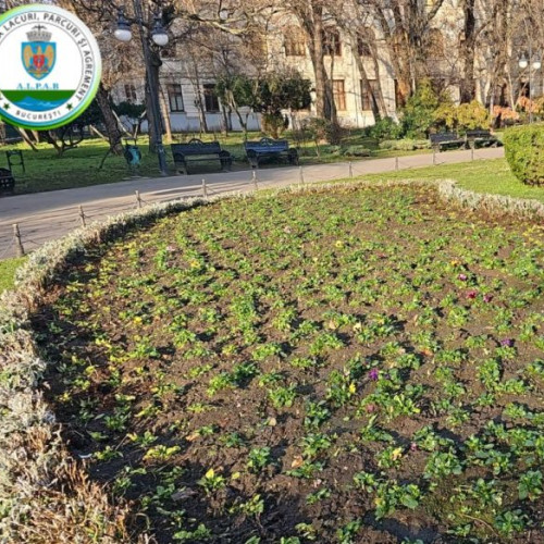 Administrația București a replantat mii de flori în Parcul Cișmigiu pentru primăvară