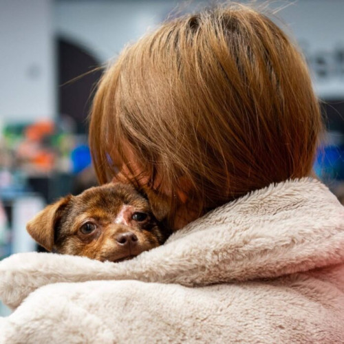 ASPA organizează primul târg de adopții câini la Maxi Pet Mihai Bravu