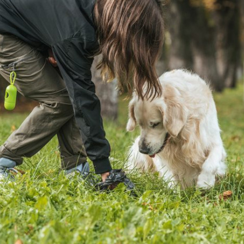 Fii un exemplu pentru orașul nostru: ghid de plimbare responsabilă cu animalele în Sectorul 5