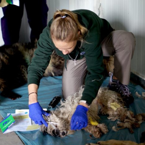 Ziua Animalelor fără Stăpân: Humane Society International/Europa oferă sprijinul necesar pentru animalele din comunitățile românești