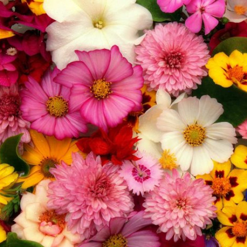 Flower Expo - O nouă expoziție florală de primăvară debutează mâine la SUN PLAZA