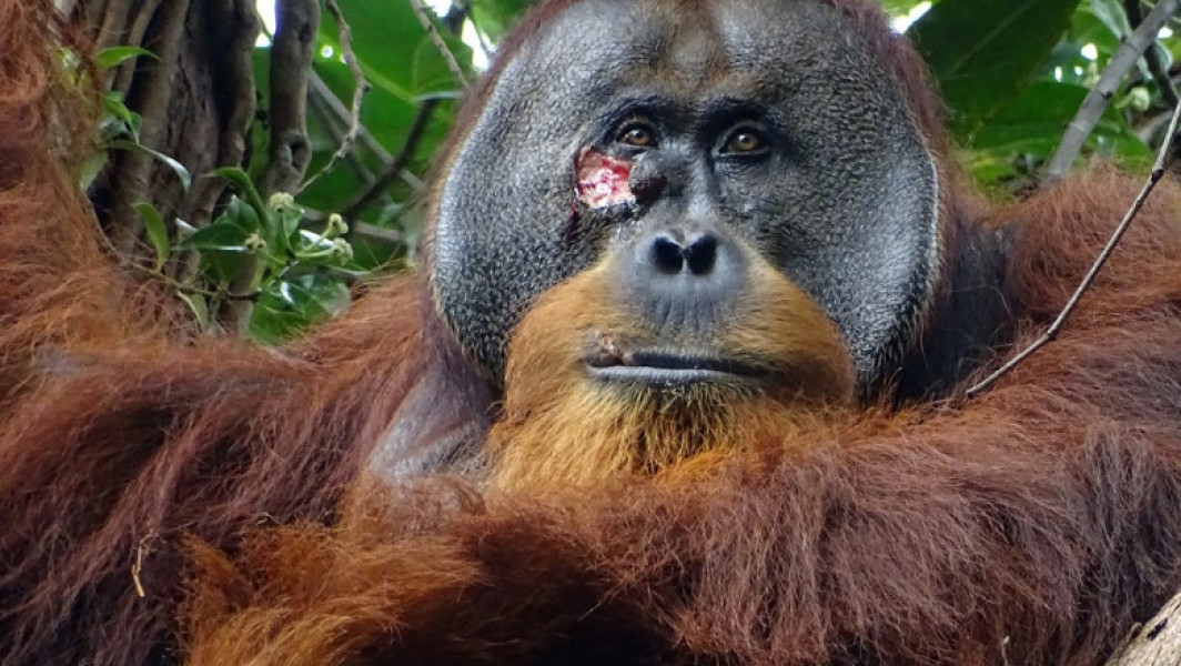 Un urangutan din Indonezia a fost surprins în timp ce folosea o plantă ca să-și trateze o rană: „După o lună era complet vindecat”