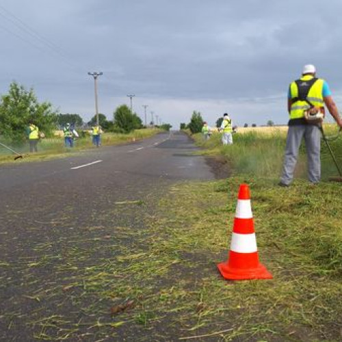 Consiliul Județean Ilfov, amplă campanie de combatere și eliminare a ambroziei